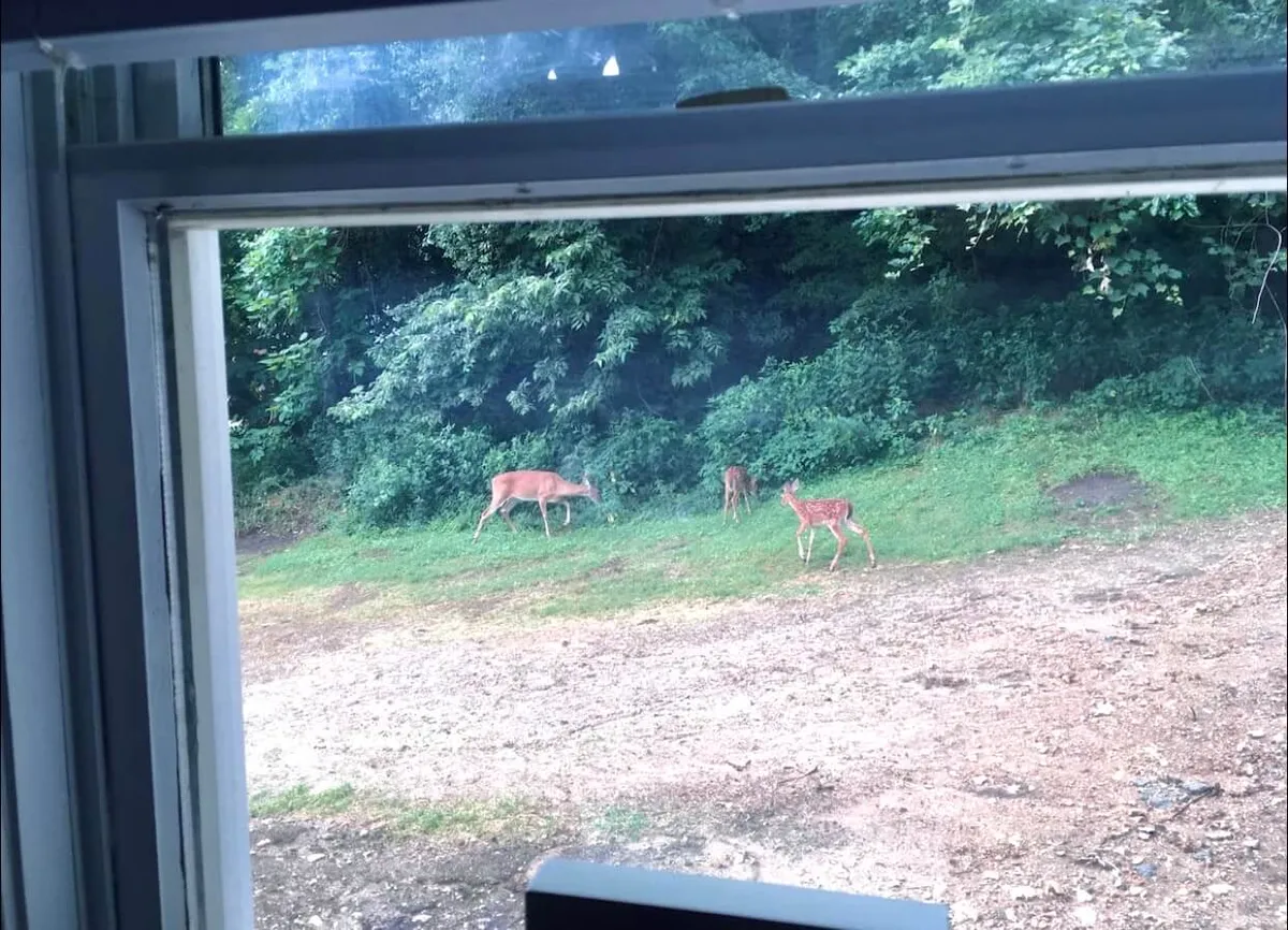 A peaceful backyard view where a deer stands amid lush greenery, visible through a window frame. The natural surroundings evoke a sense of tranquility and connection with local wildlife, hinting at quiet moments spent observing nature.